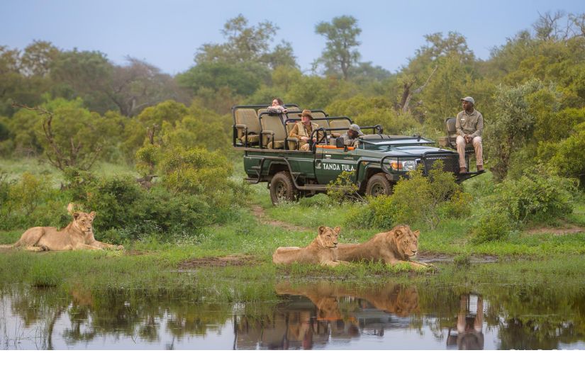 A Tanda Tula safari in the Timbavati