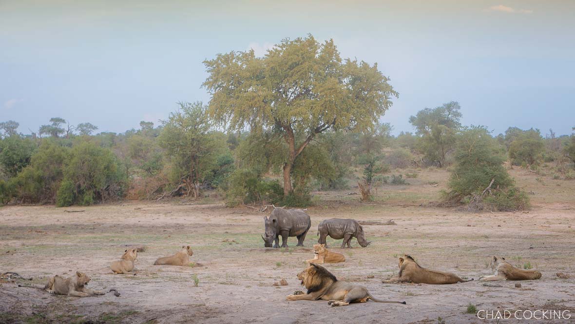 Dry waterholes on safari