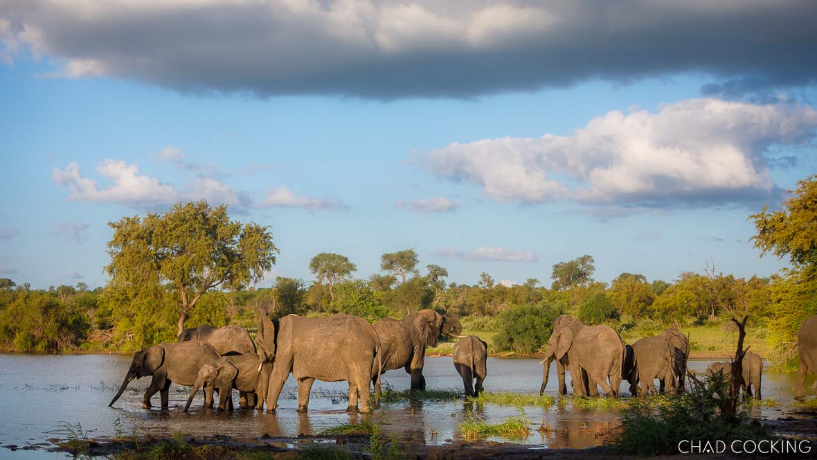 Elephants at waterhole on safari 