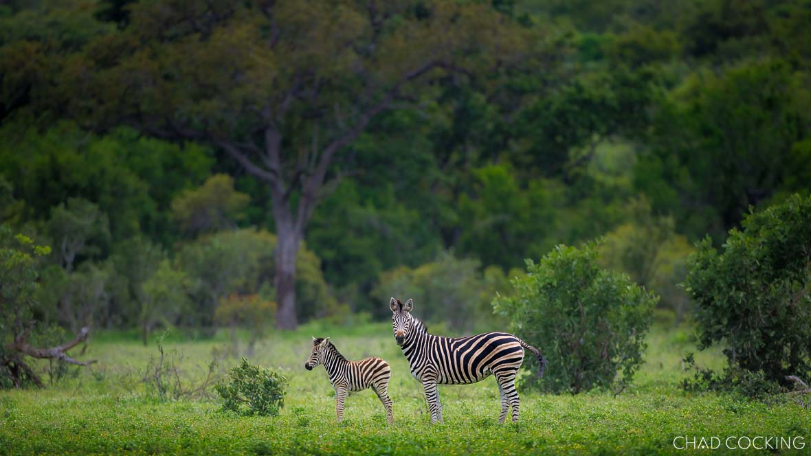 Animals in summer greenery on safari 