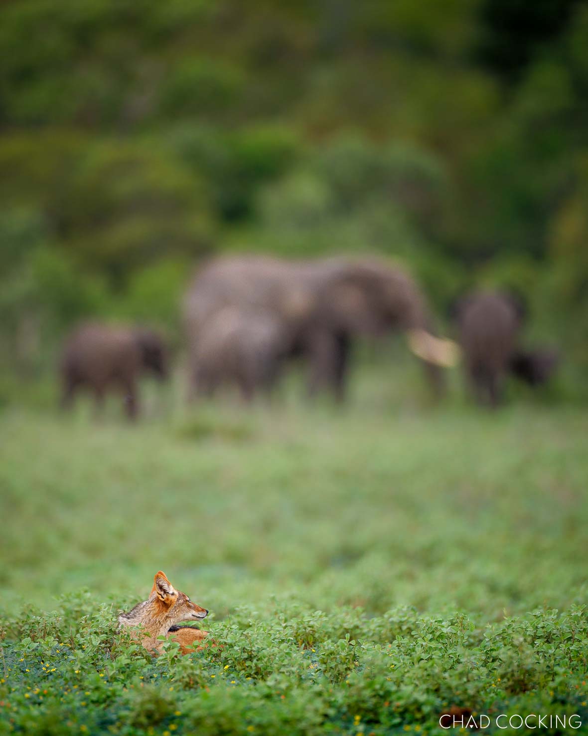 elephants and jackals on safari