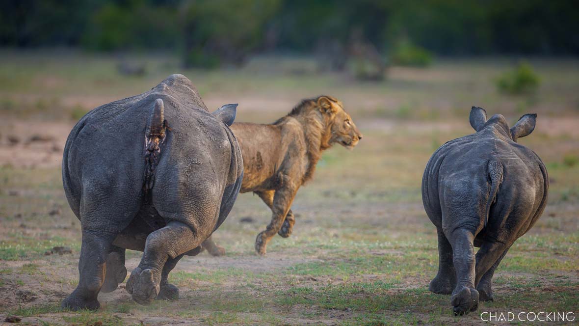 lions and rhinos in Greater Kruger