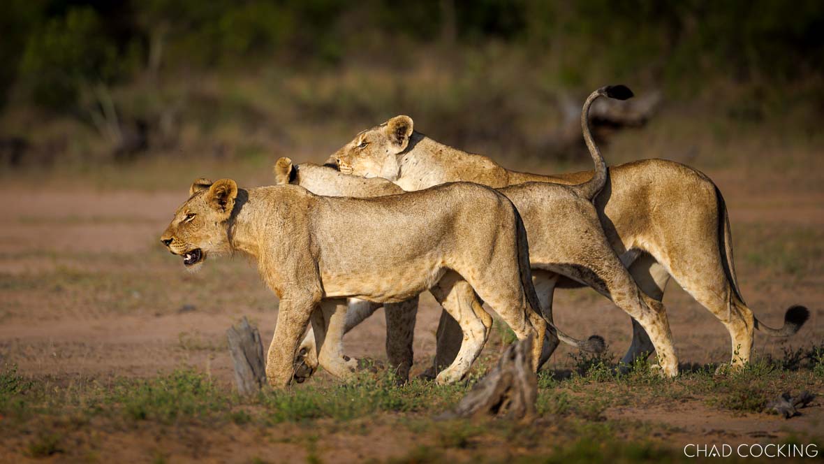 lions on safari in the Timbavati