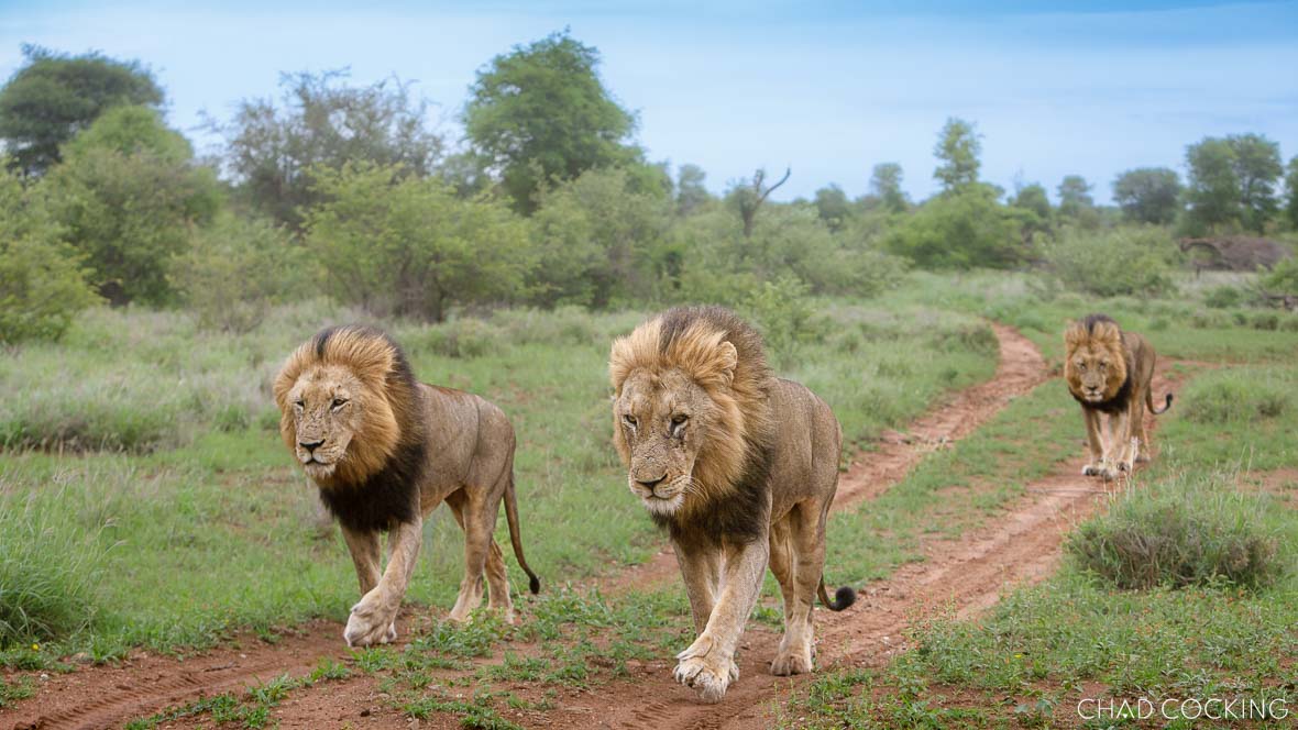 male lions of the Timbavati