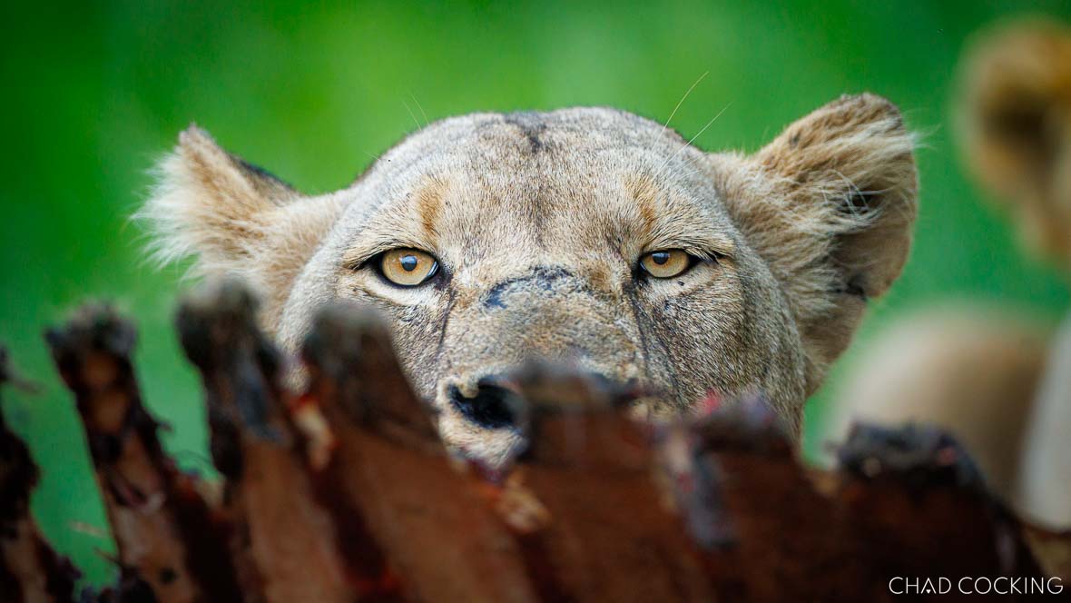 lions on a kill