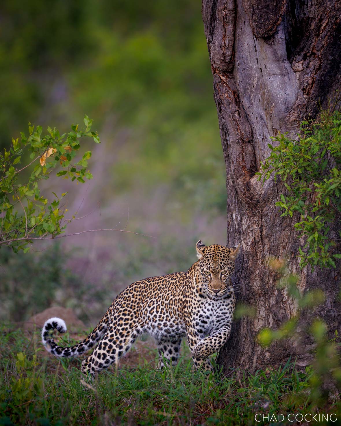 leopard in Timbavati