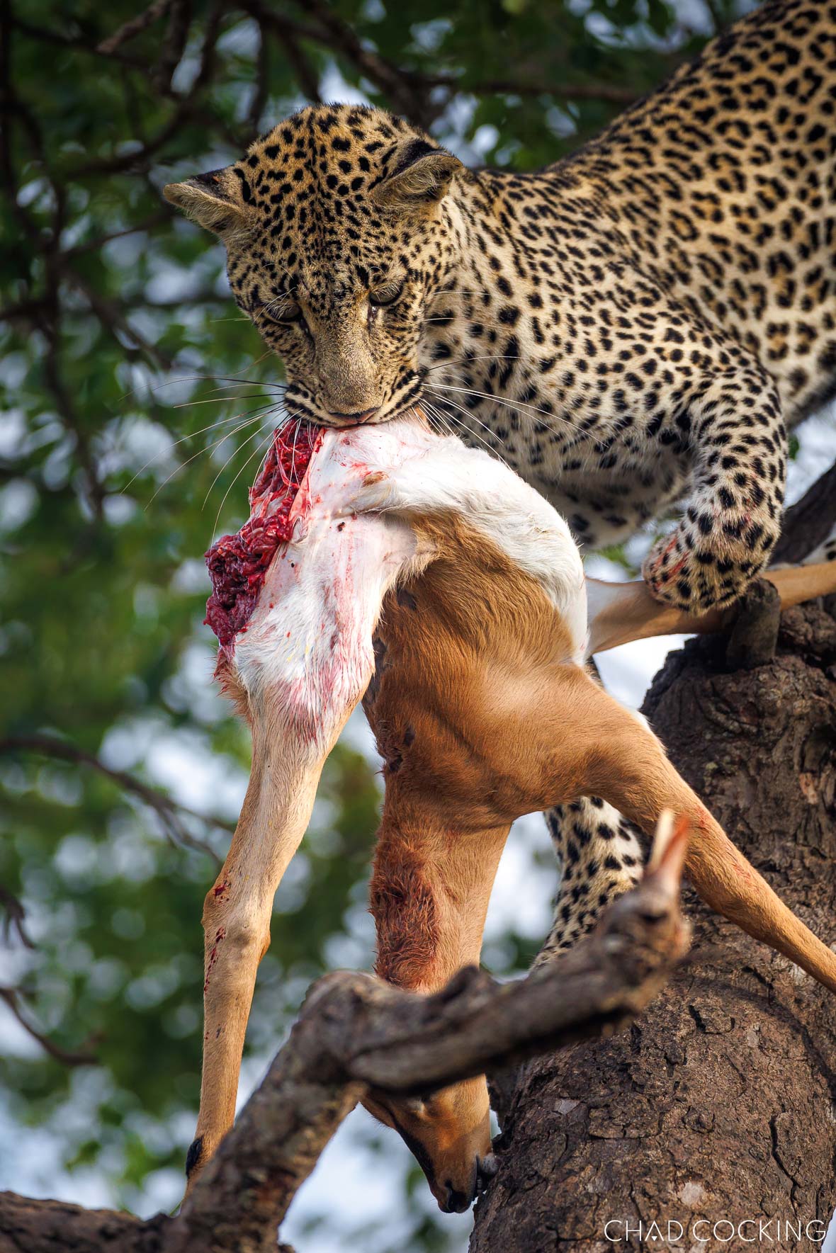 Leopard with kill in the tree