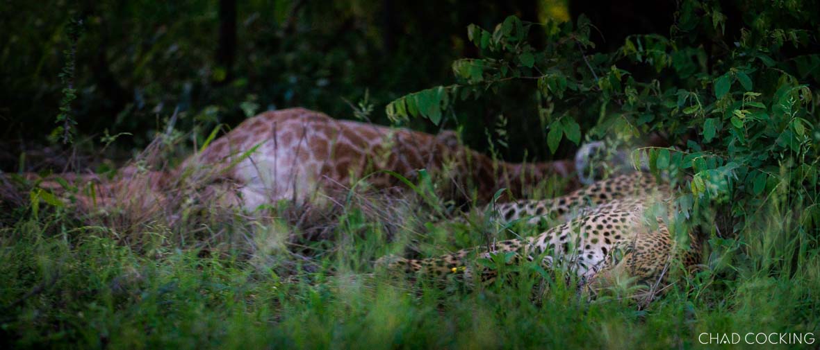 Leopard with its giraffe kill