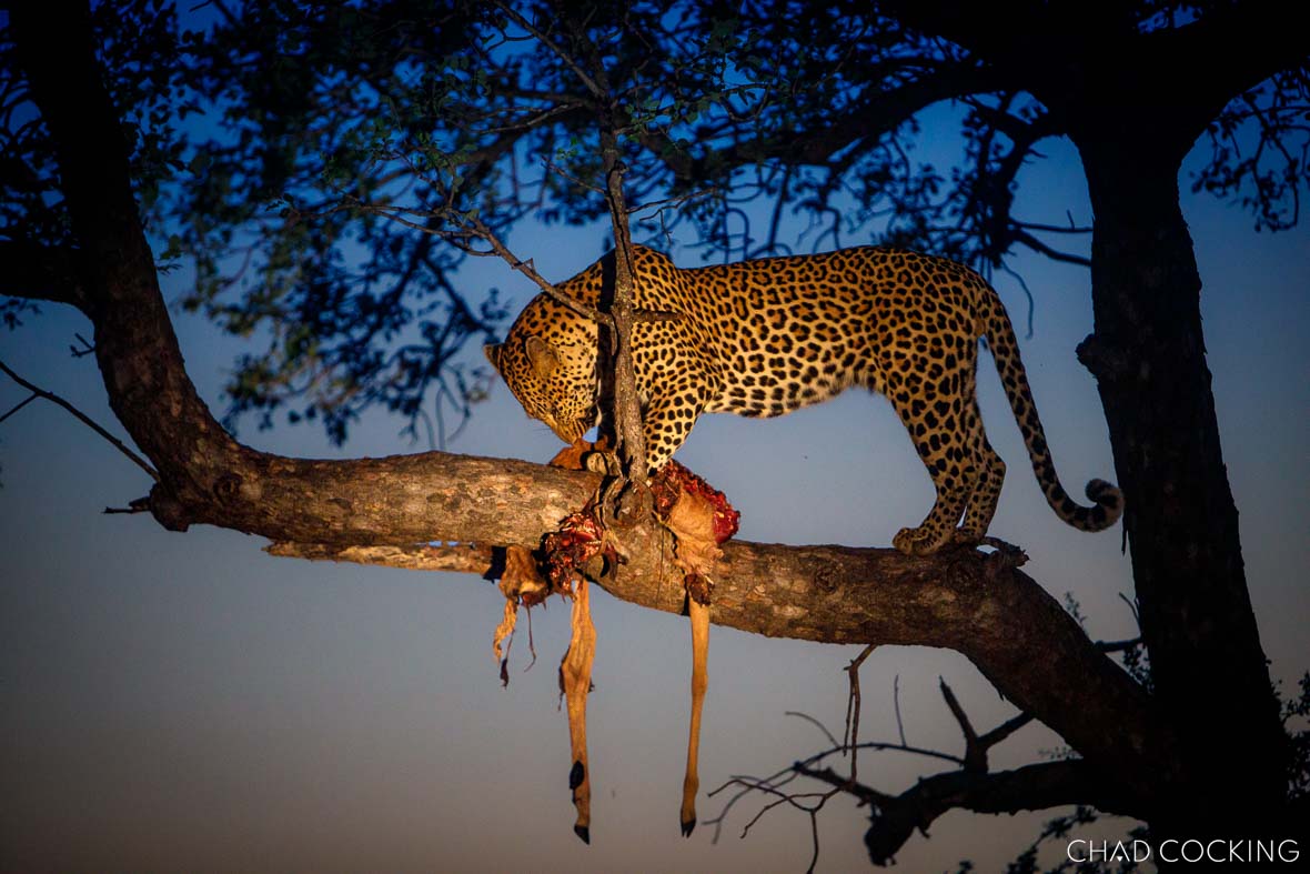 leopard with kill