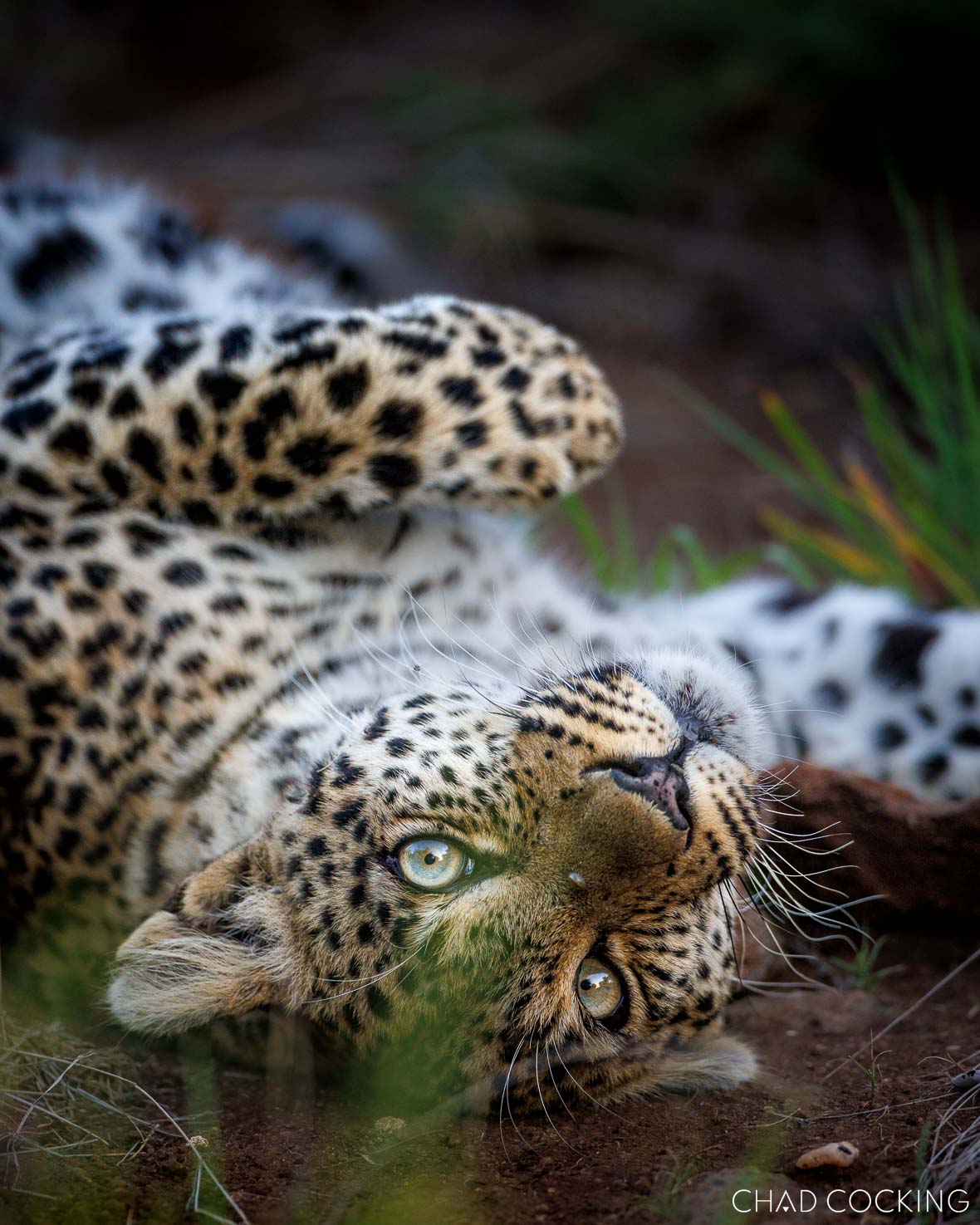beautiful eyes of a leopard