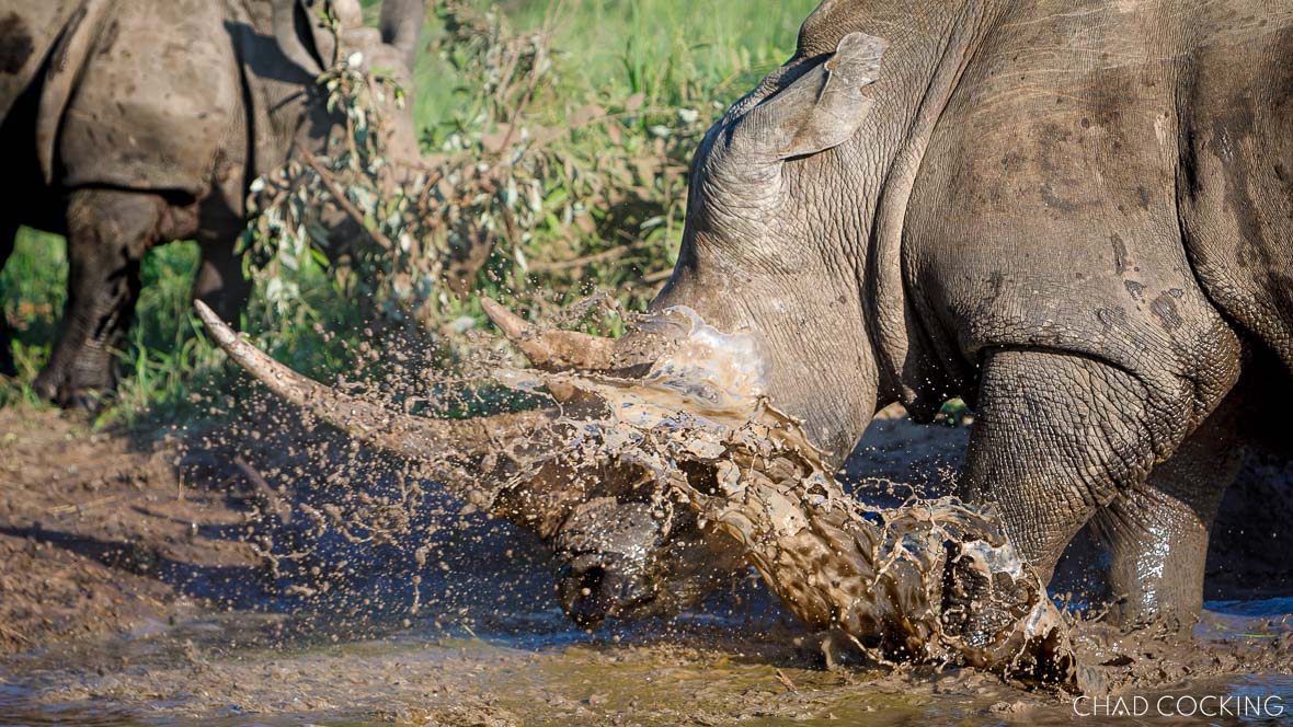 rhinos in the mud