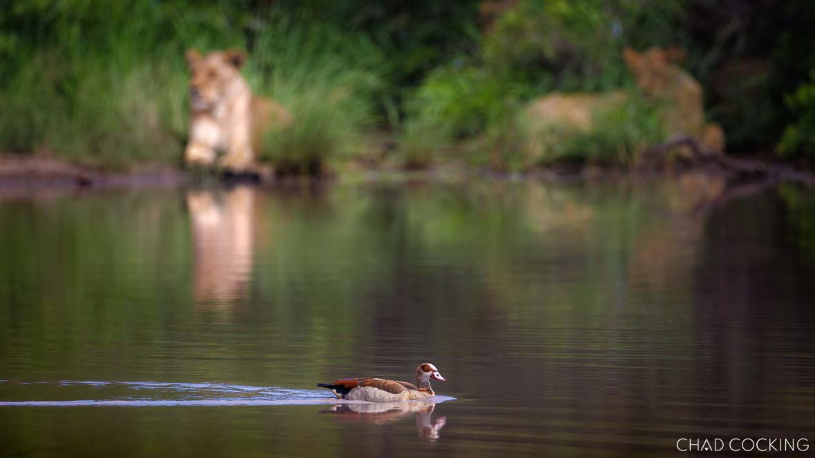 lions and ducks enjoying the dam