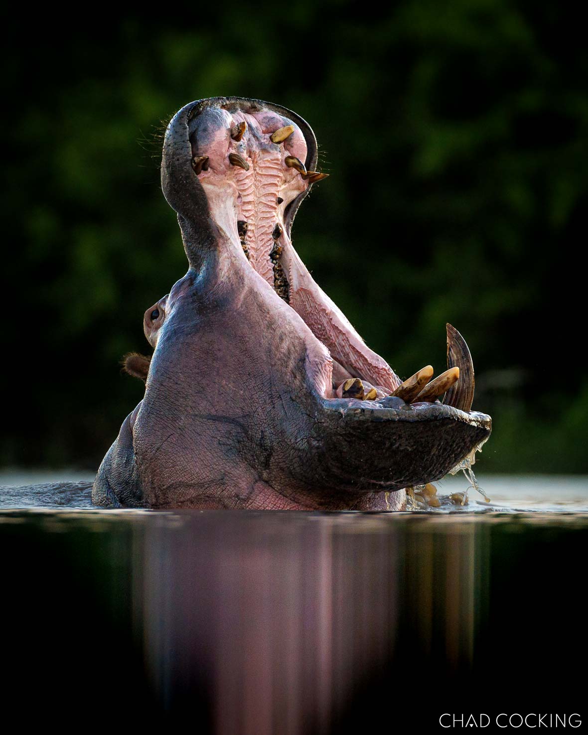 hippo yawning