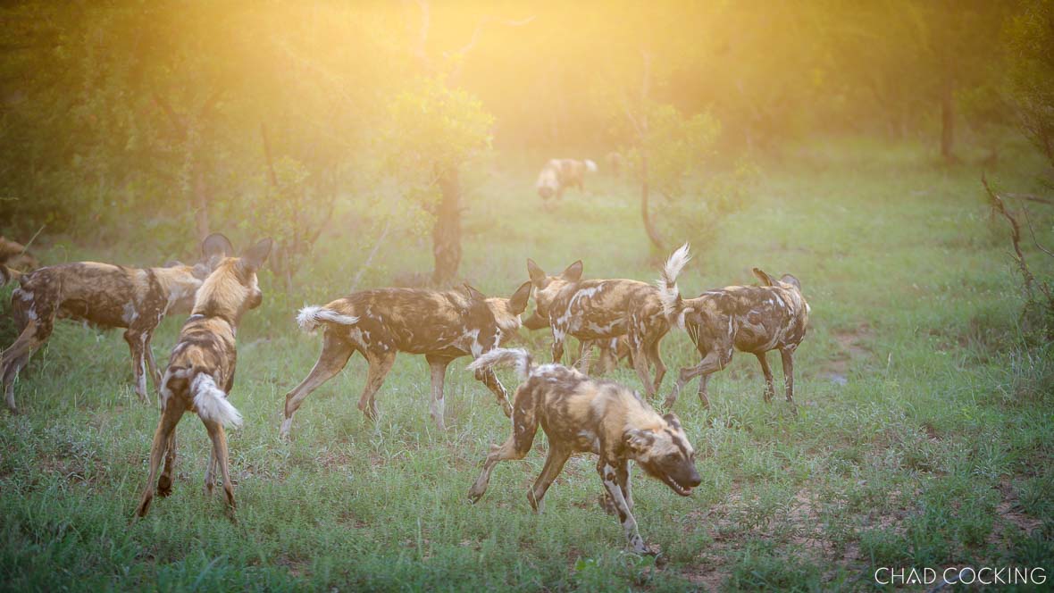 wild dogs 