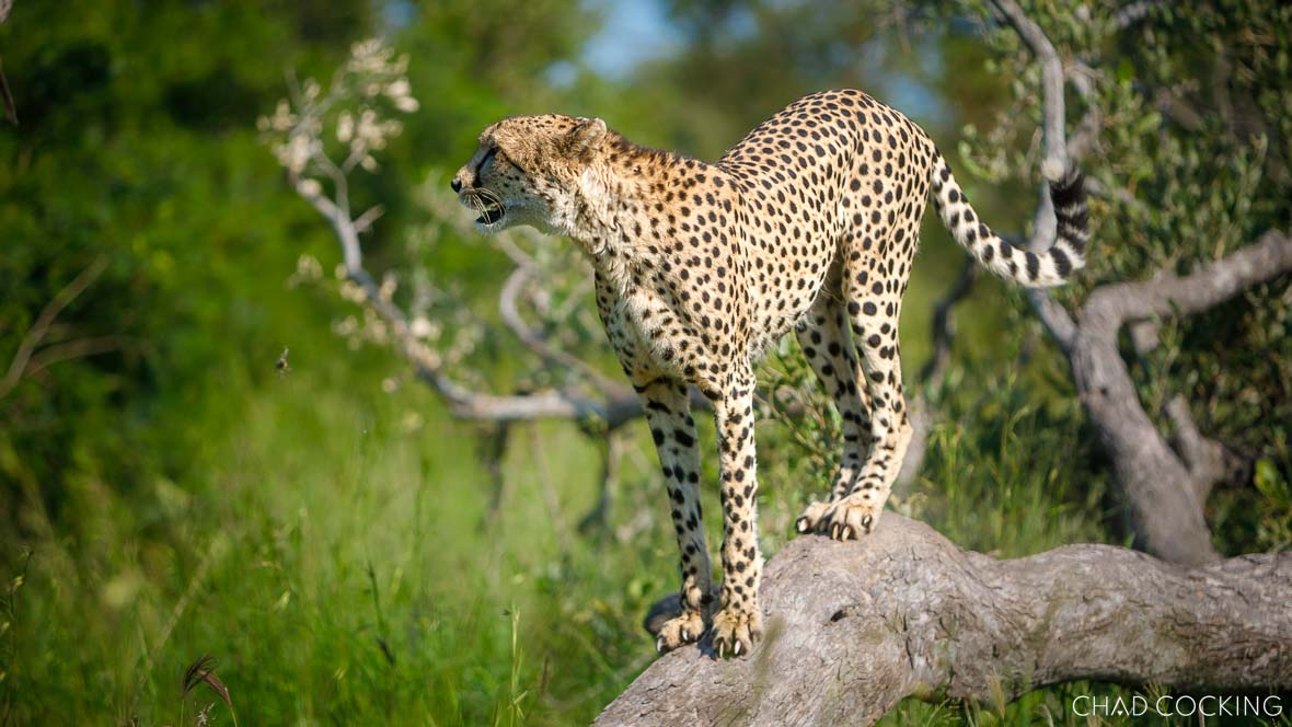 rare cheetah in the Timbavati