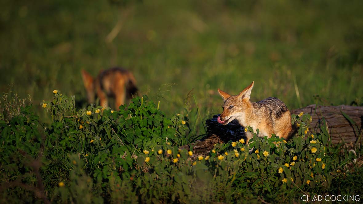 jackals on safari