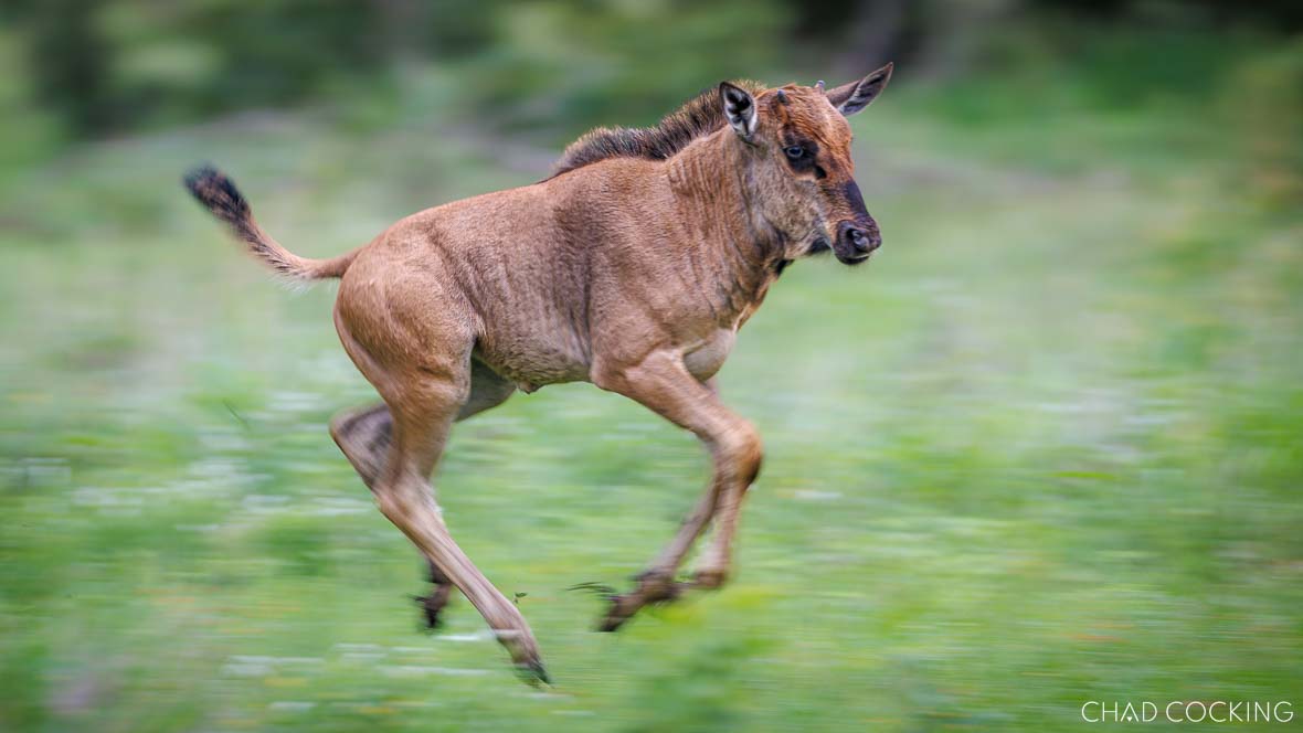 baby wildebeest