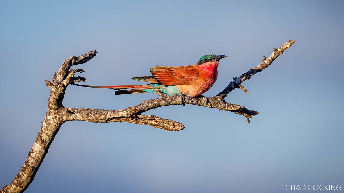 Southern carmine bee-eater