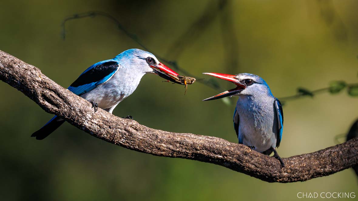 Woodland kingfishers