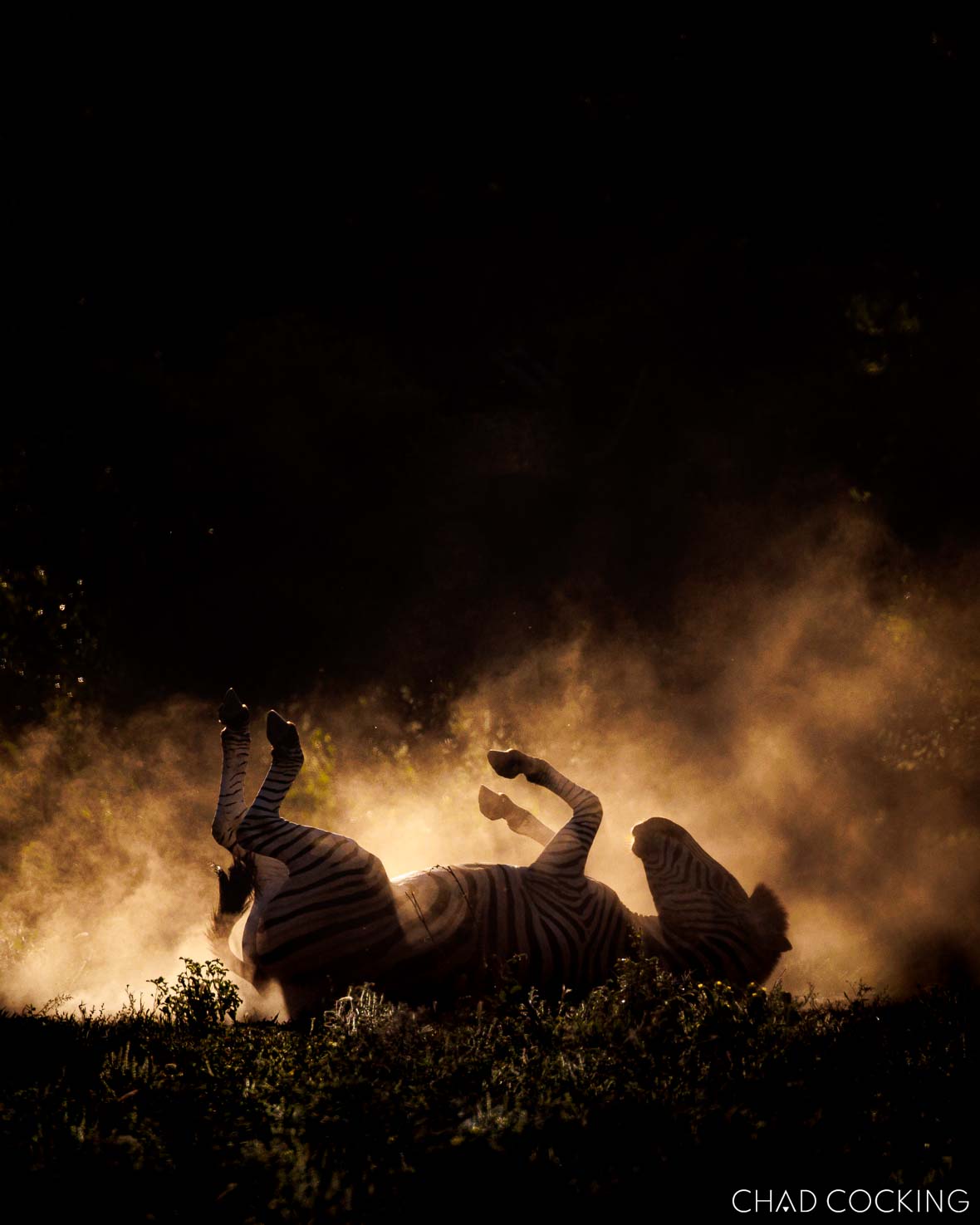 Dusty zebra