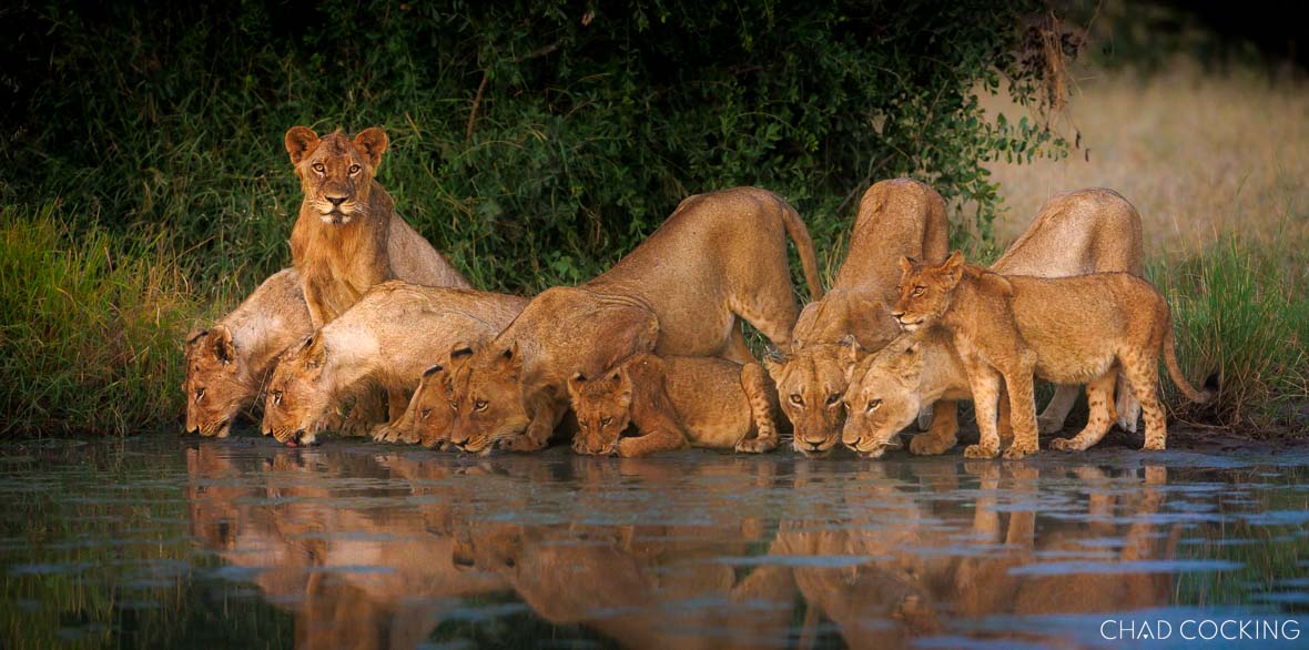 Sark Breakaway Pride drinking just outside Tanda Tula Safari Camp