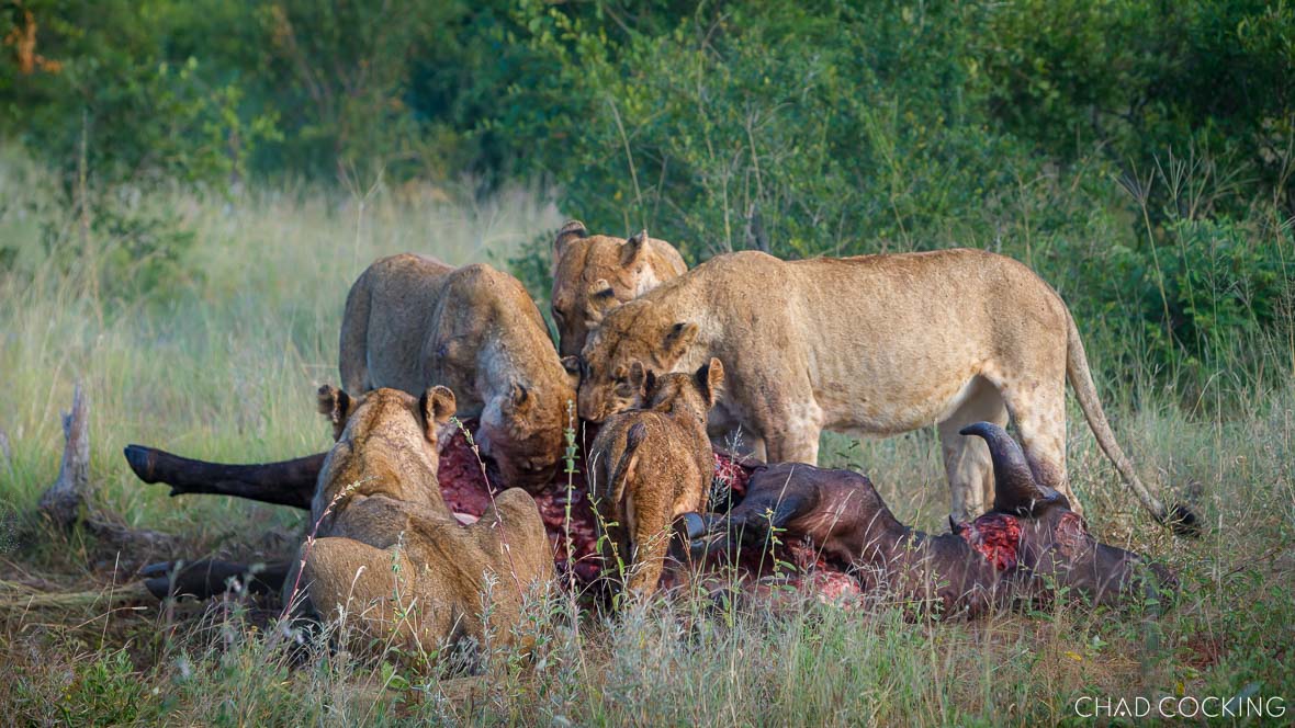 These lions did also hunt at night – here they caught two buffalos in one hunt in the Timbavati