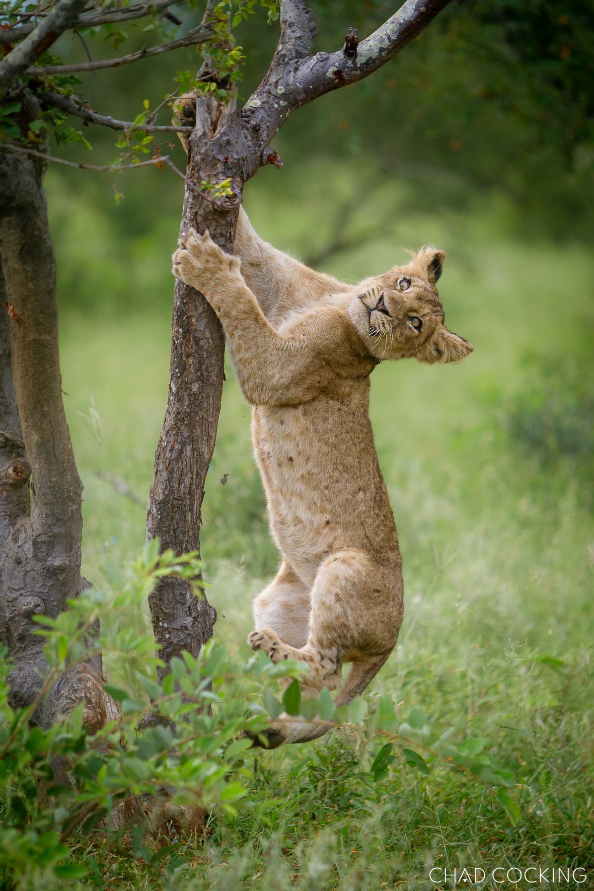 River Pride lion cubs getting bigger 