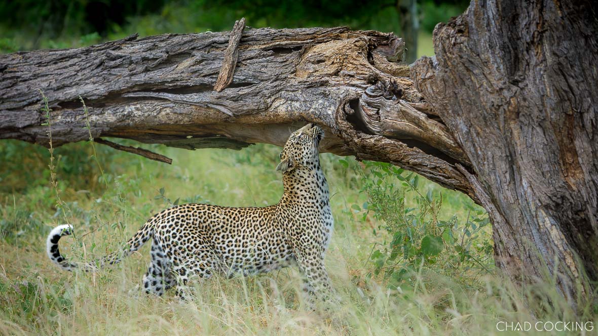 Nyeleti Leopard scent-marking in the southern park of her territory in the Timbavati 