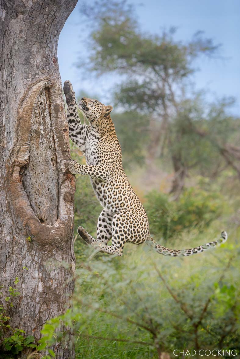 Dzindza ascending a tree near Tanda Tula Safari Camp 