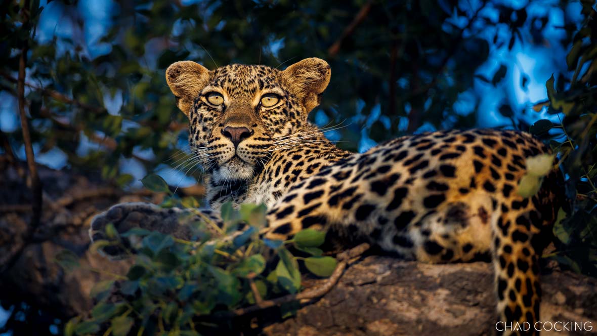 Dzindza leopard posing