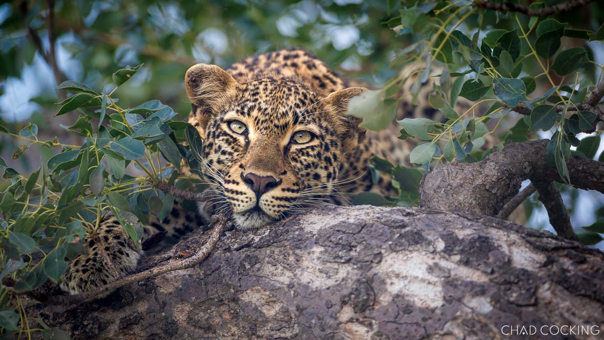 Leopard sleeping in tree in Greater Kruger