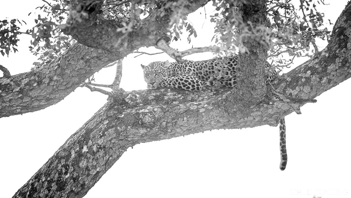 Nkaya female leopard up a marula tree in the heart of the Timbavati