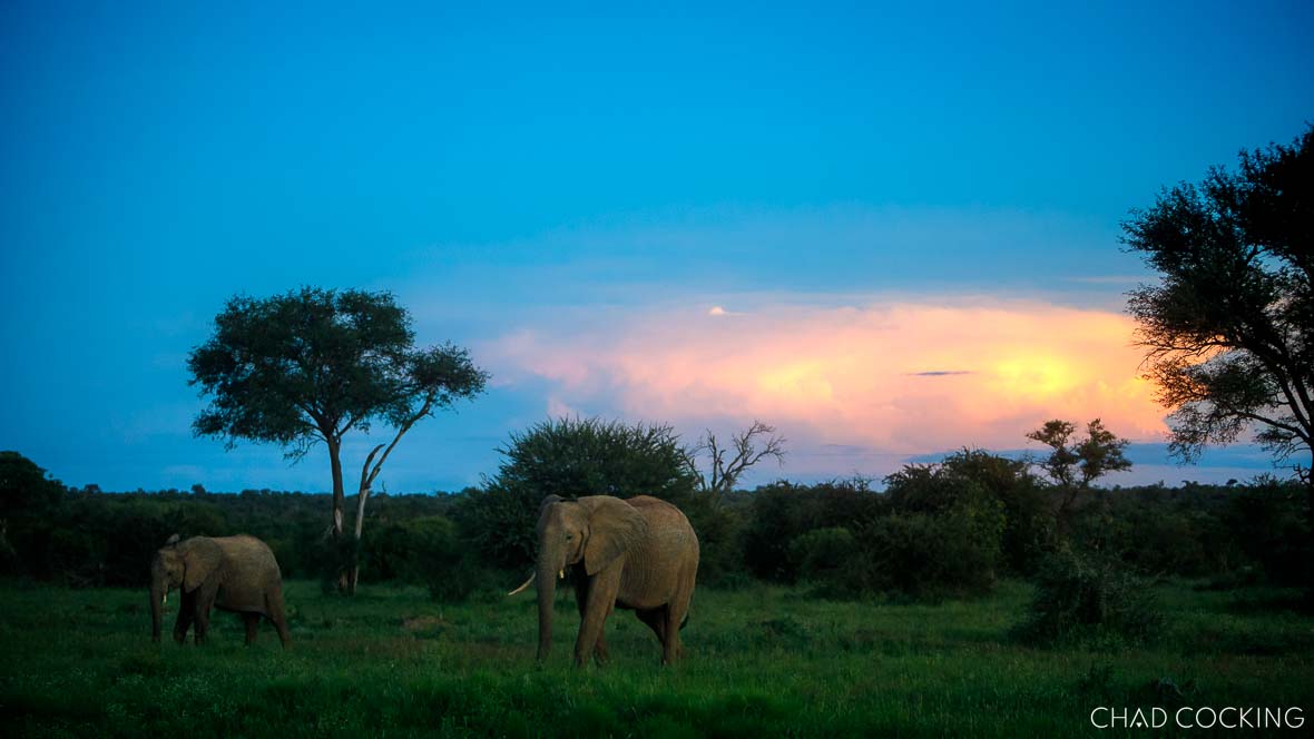 Elephants abounded in the green surrounds of the Timbavati