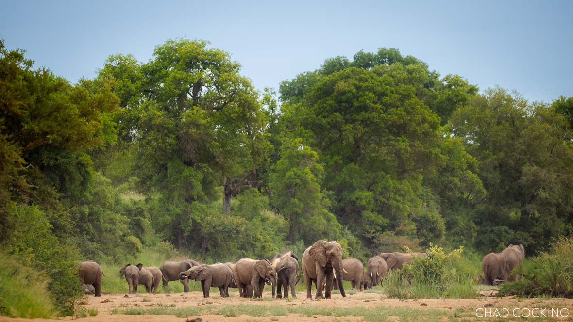 elephants digging for water near Tanda Tula Safari Camp