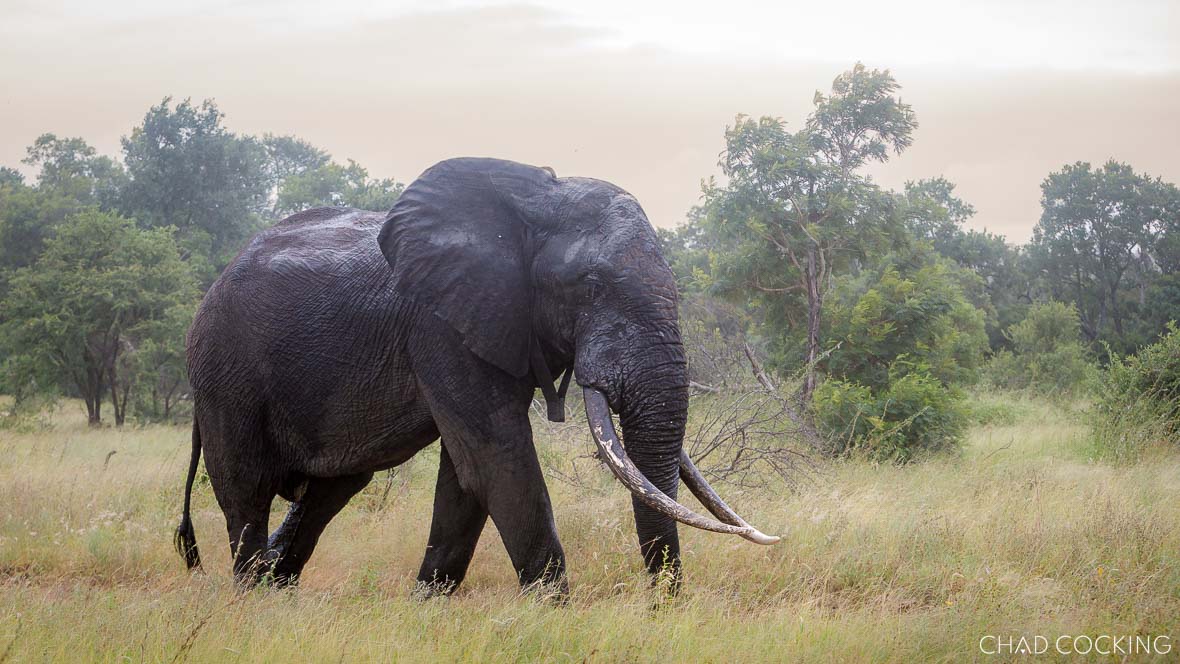 An Impressive big tusker in the Timbavati