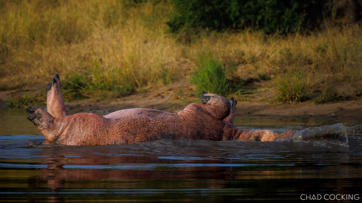 an entertaining hippo in Kruger