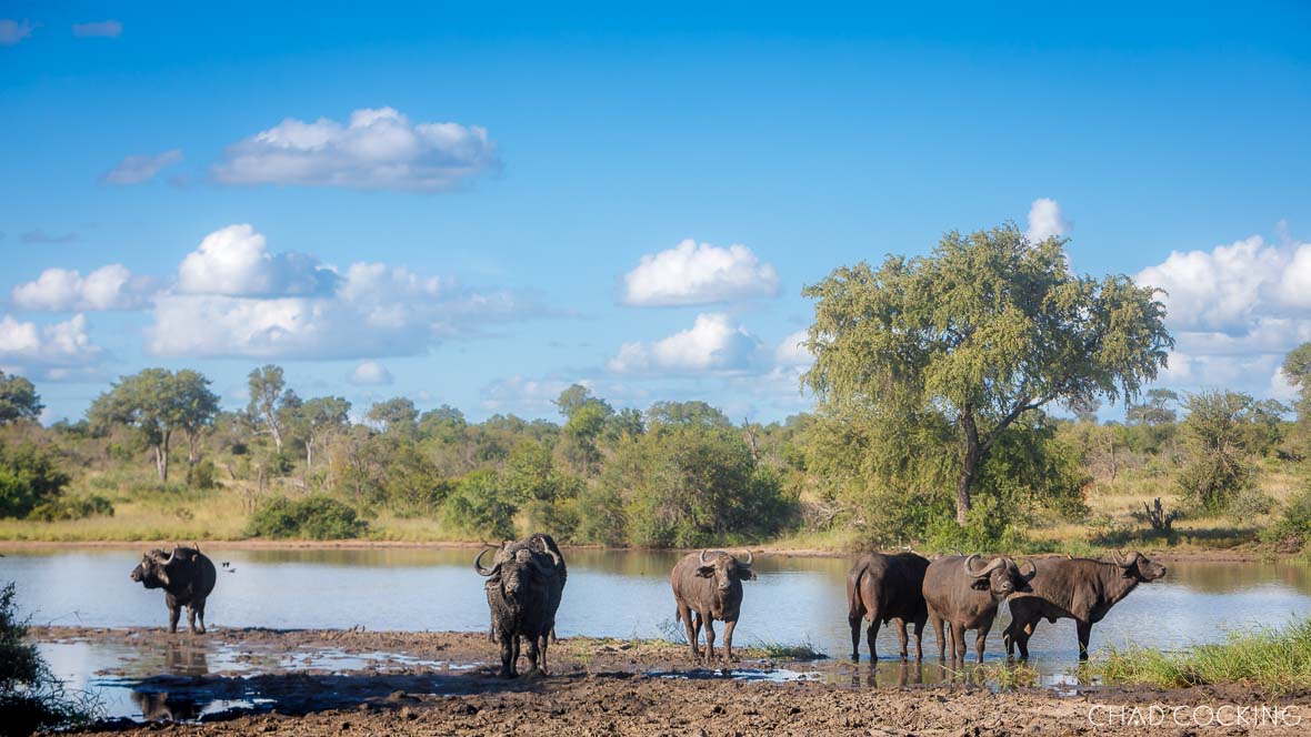 Some female buffalos join up with our resident buffalo bulls 