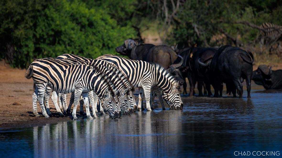he buffalos could be found resting in some water on a daily basis 