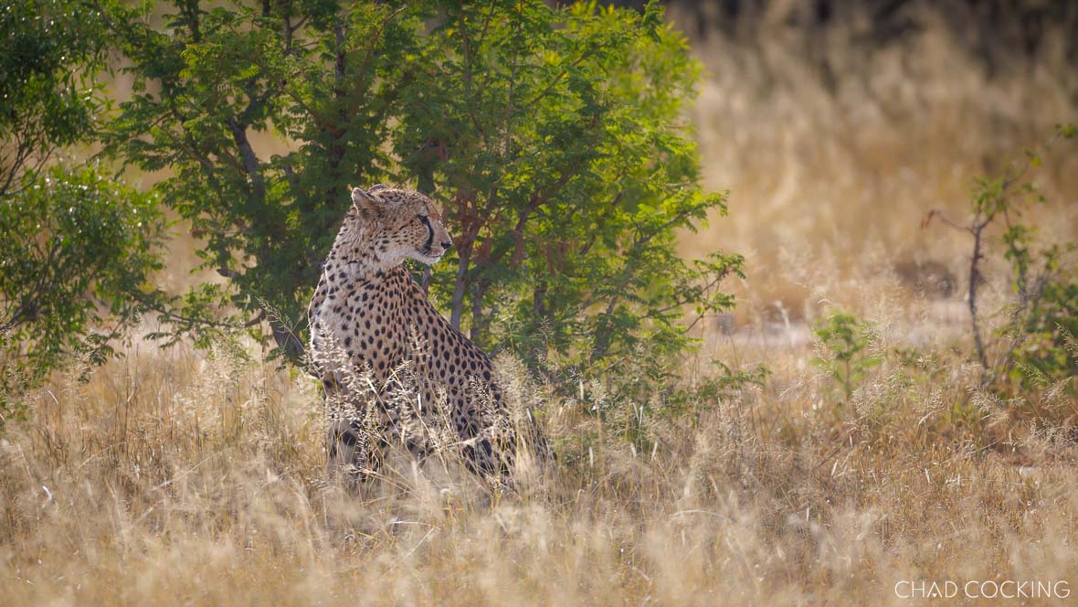 a young female cheetah 