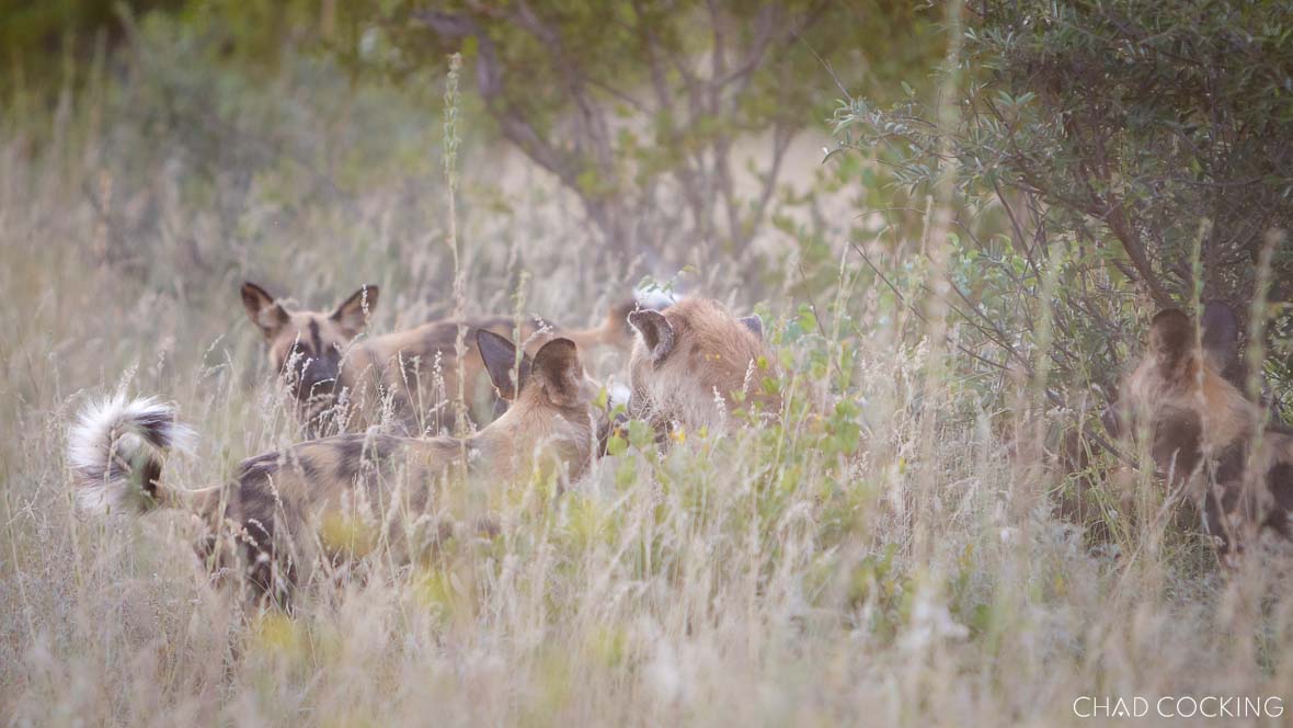 wild dogs saying “hi” to a hyena 