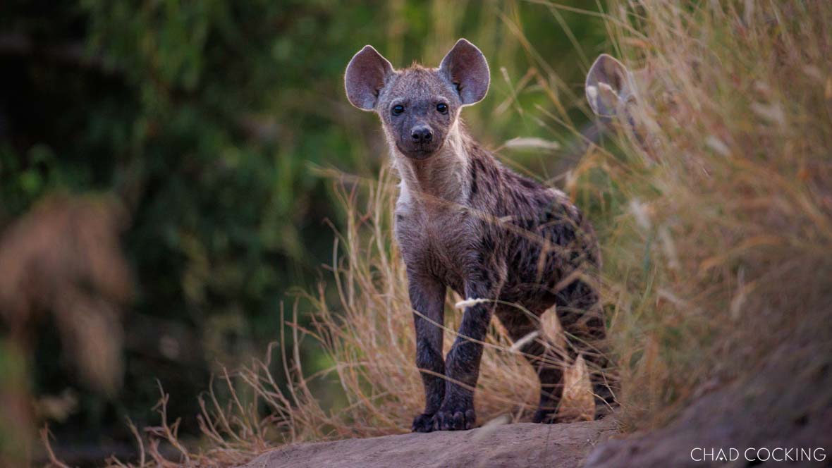 hyena cubs back at the den 