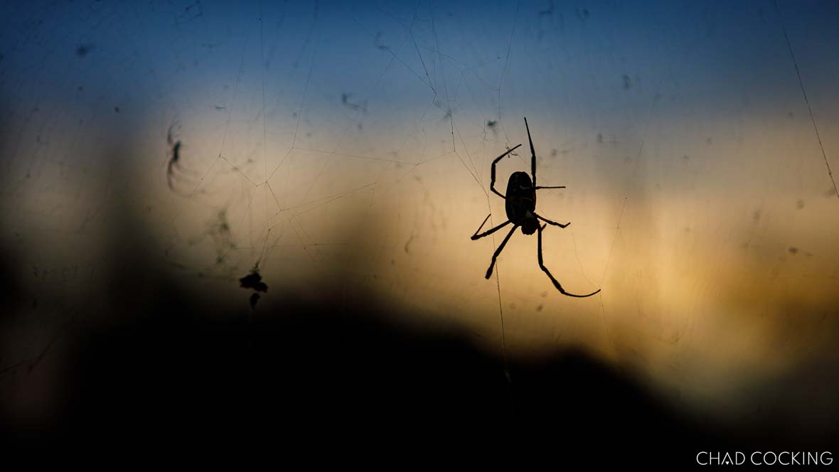 Golden Orb Spider