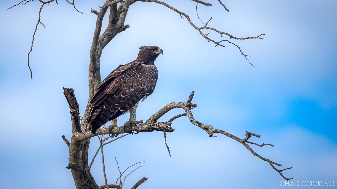 Martial Eagle looking over Greater Kruger