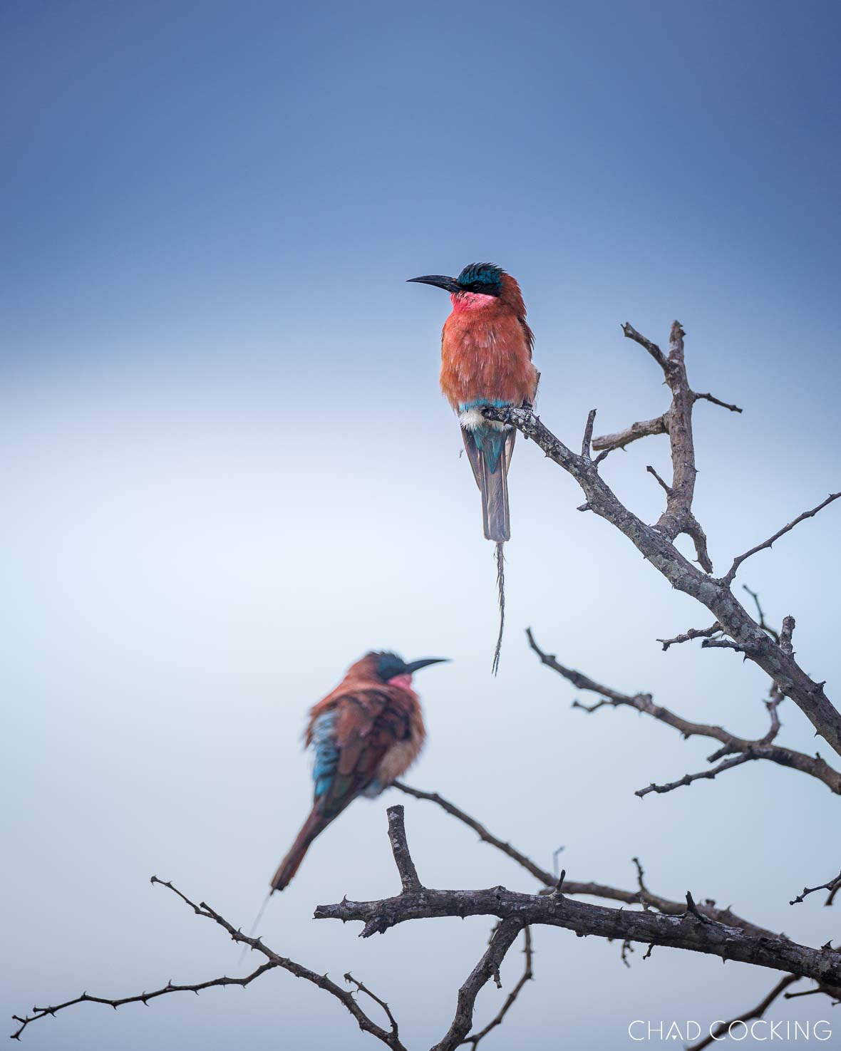 Carmine Bee-Eater