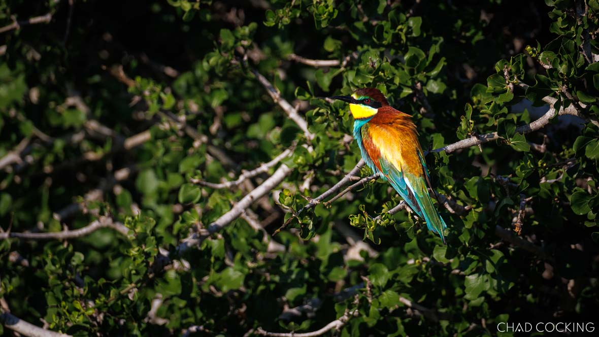 European bee-eater – the most difficult bee-eater to photograph as they never let you get close! 