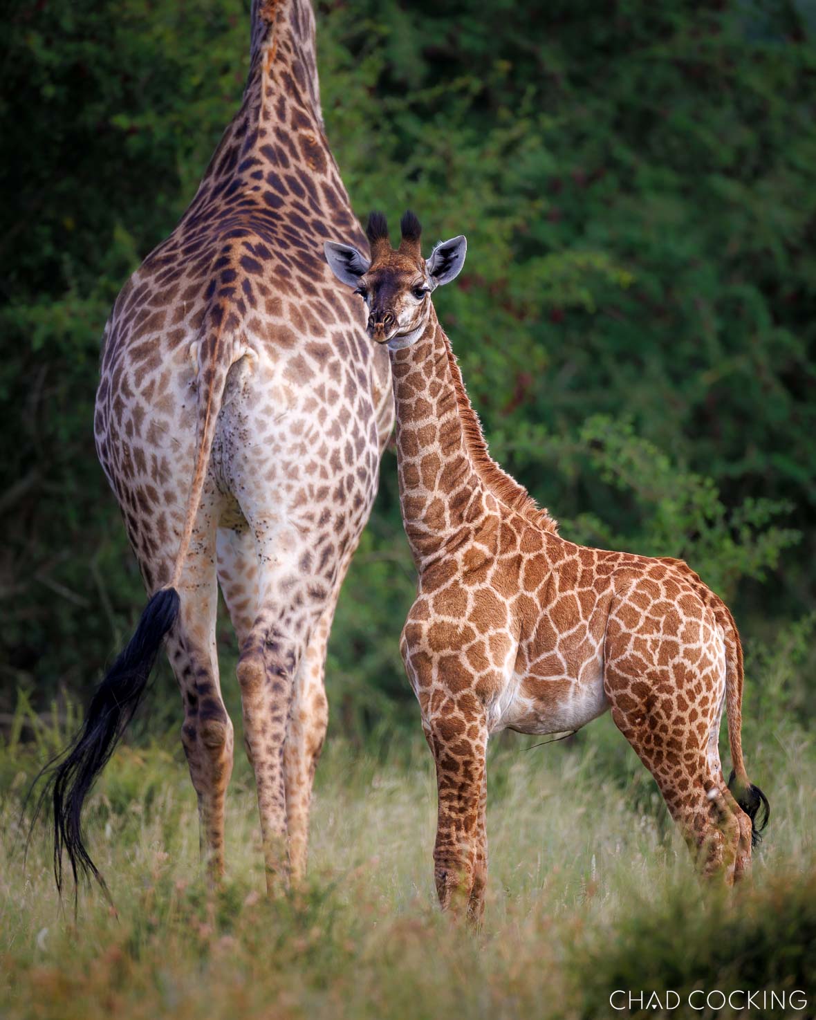 giraffe calf and it’s mother 