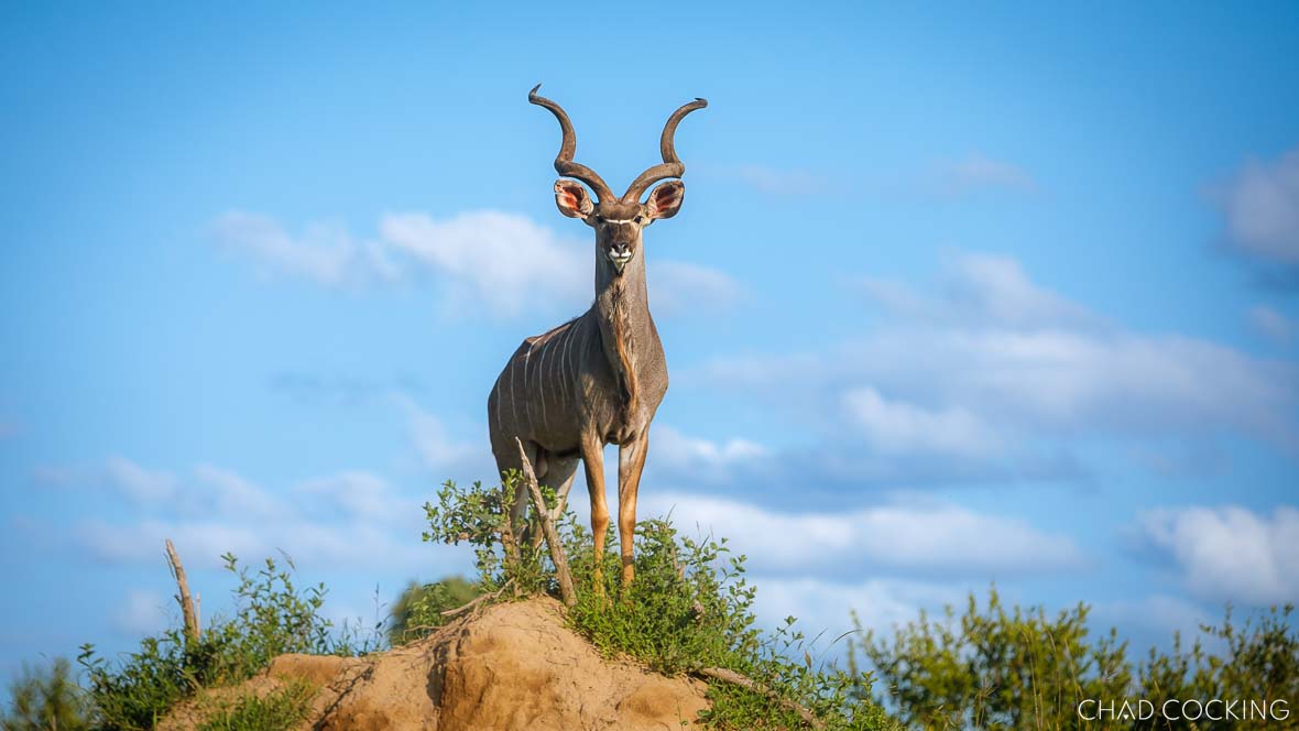 A kudu bull
