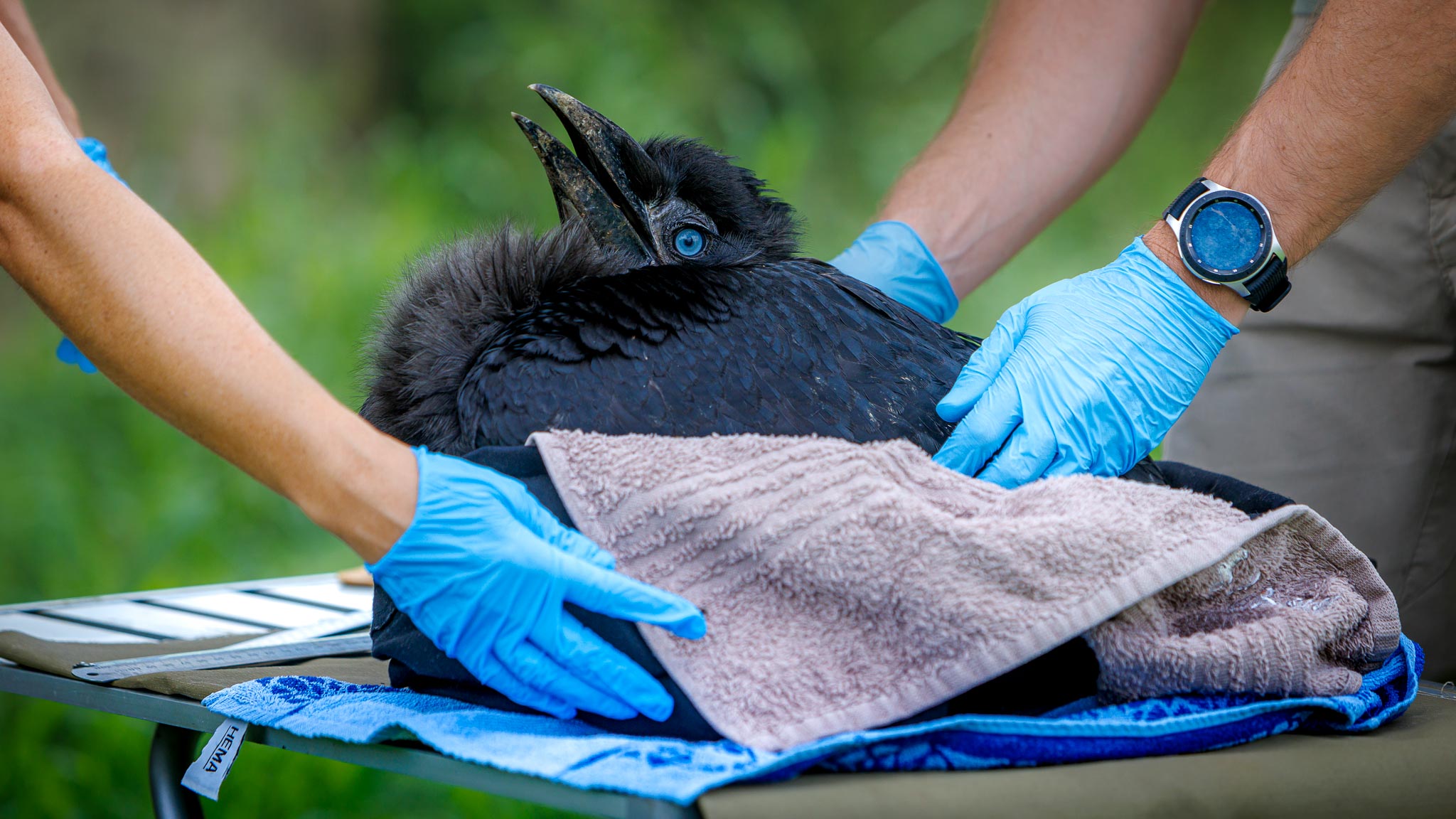 Ground Hornbill conservation work in the Timbavati