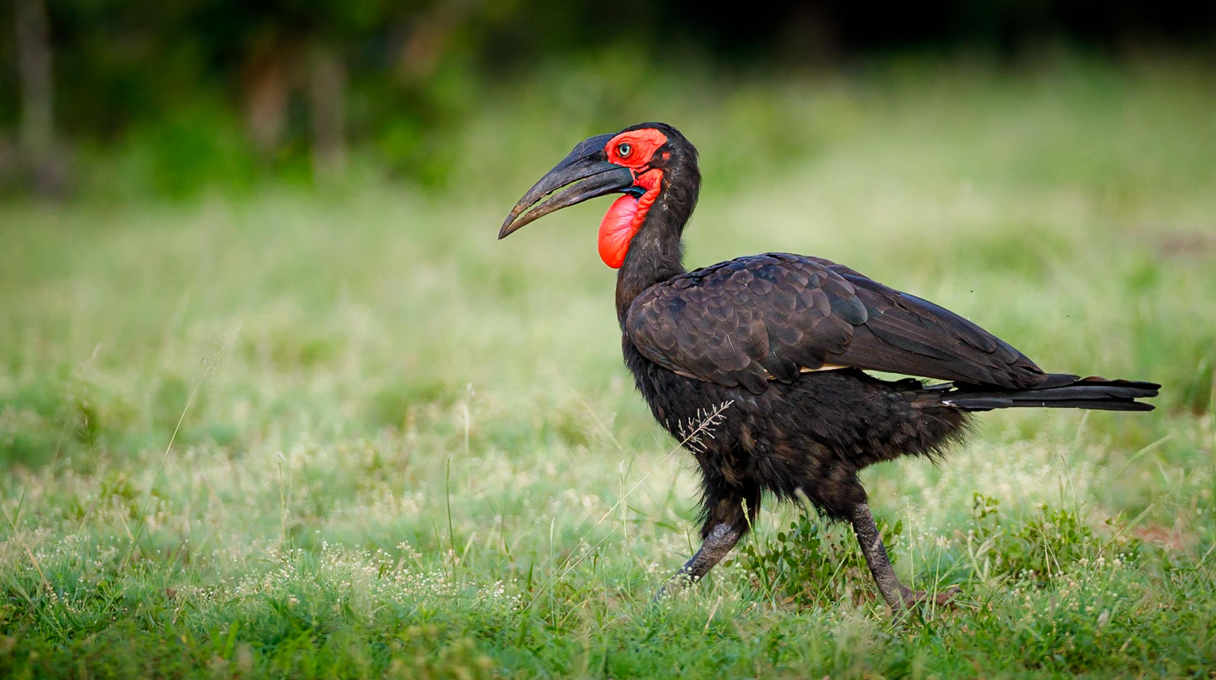 Conservation work with Endangered species such as the Ground Hornbill in the Timbavati