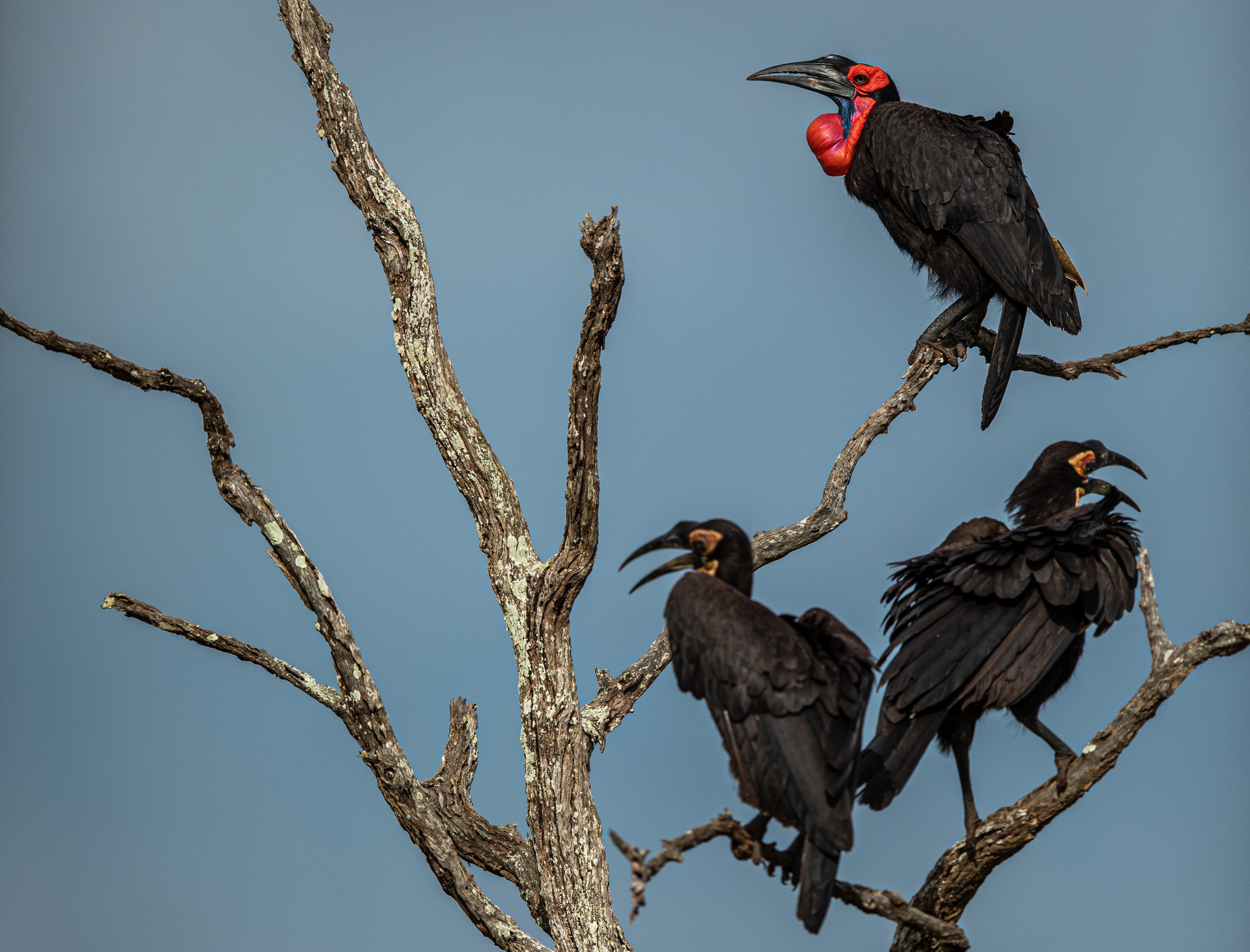 Endangered Ground Hornbill family in the Greater Kruger